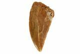 Bargain, Raptor Tooth - Real Dinosaur Tooth #125970-1